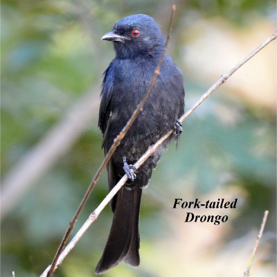 Fork-tailed Drongo